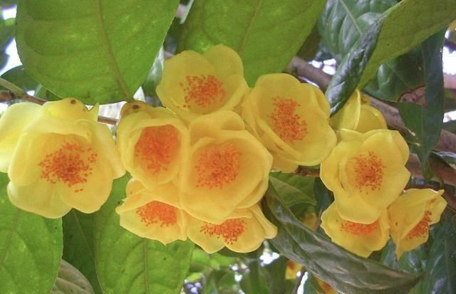  『大熊猫』1种植物珍贵，人称金花茶，被誉为“植物界大熊猫”，遇见请保护