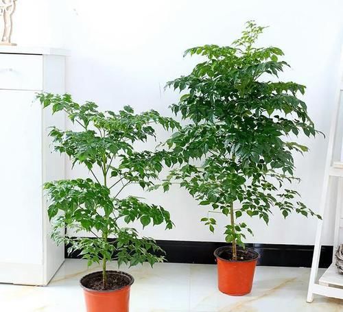  [煤污病]幸福树容易掉叶子，叶片有很多白色小颗粒，幸福树怎么养护