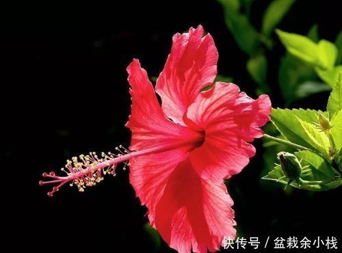 日光浴:家养4种花别少了光照,最爱“日光浴”,放错位置,长叶不开花