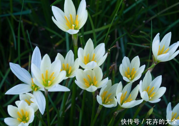 『养花』夏天养花,首选3种花,开花美很耐热,越晒越开花,花开一整夏