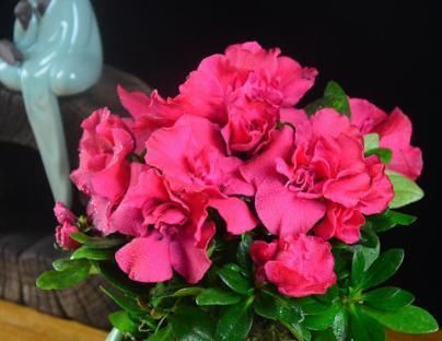 呼呼:小花匠养兰花,2种“植料”一搭配,从来不烂根,呼呼开花冒新芽