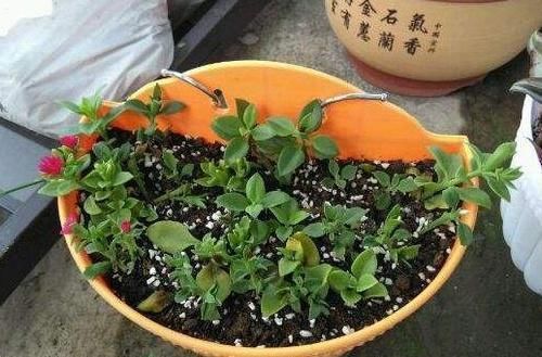  「观赏价值」这“3种”花，用1根枝插到花盆里，就可轻松长满整盆