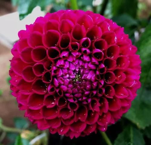  「图片作者」这6种花就是开花机器，养1盆能开200天，让你有花看