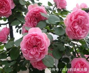  「就要」新手养护花卉，就要养护漂亮、艳丽的花卉，适合在家中养护，优雅