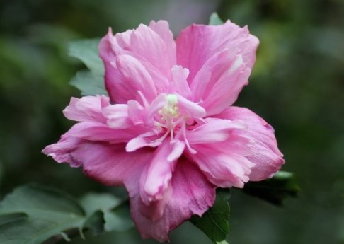  「养花」养花就养艳丽的，花开娇丽轻盈，花色多又艳，内敛美
