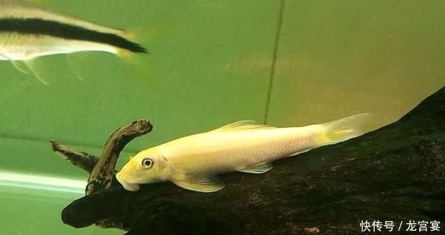 「青苔」清缸小钢炮:青苔鼠,吃藻又翻泥,想说爱你不容易