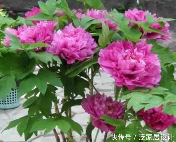 『牡丹』适合春季养的花,好活易爆盆,花朵粉嫩丰腴,绚丽夺目