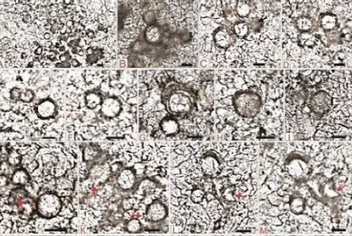13000年前的陨石被发现,切割后的东西引起人们的警惕