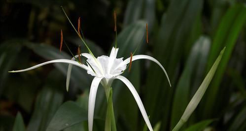 身体■家里万万不要养这3种花,难怪家人身体越来越差,聪明人一眼便知