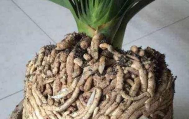  「花草」养花草、玩扦插,用点这“粉”,比多菌灵有效!烂根黑腐全没有!