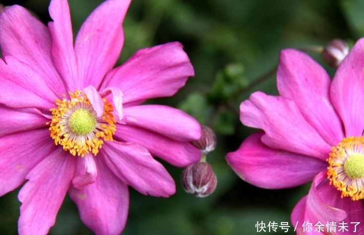 特别好看的秋牡丹,赶紧养殖一盆,开花美丽十分别致,花色超粉嫩