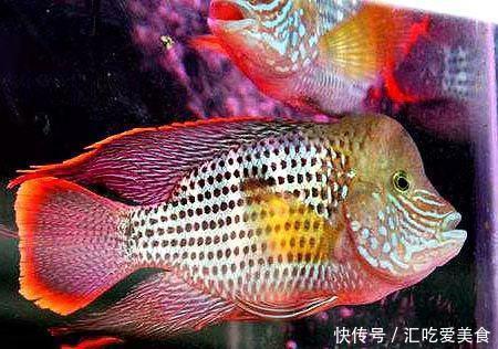 腾出■买了两个超大困水桶，能装五百斤水，腾出鱼缸饲养中大型观赏鱼