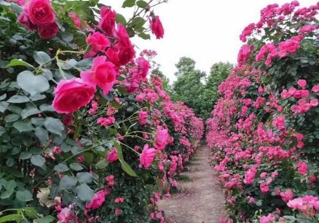  「体温检测」第四届〈花乡玫瑰〉艺术节！门票无限量免费送！