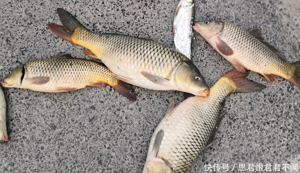  『食物』清明前后钓鱼忙，为何你还是钓不到鲤鱼？！可能你的选位有问题！