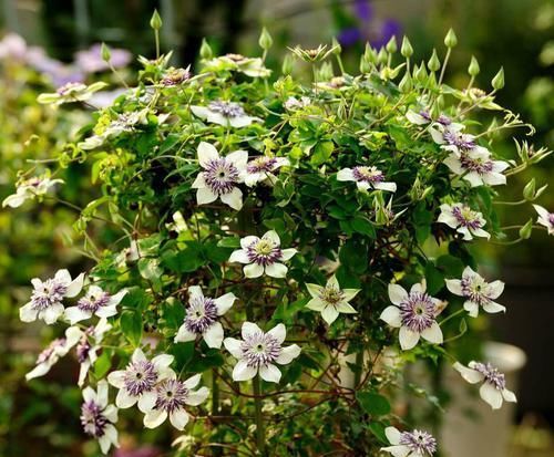  『能力』春天养花不能错过的爬藤植物，发芽能力强，栽一次开花爆盆好多年
