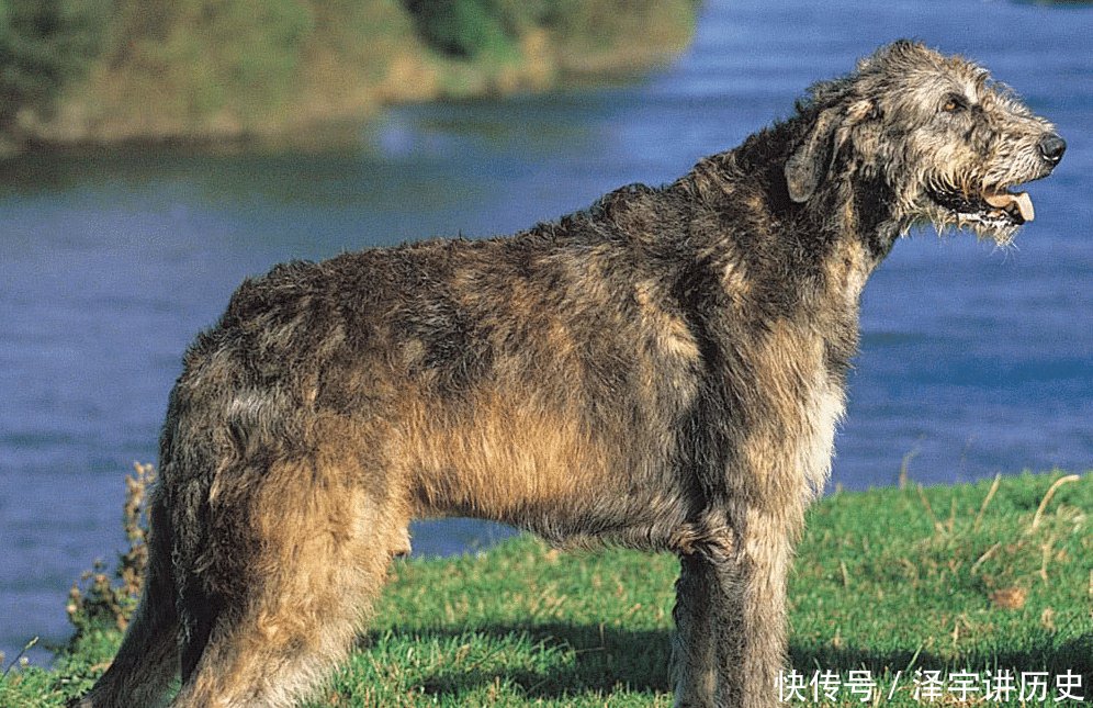  『名犬』中国名犬，入围全球4大猎犬榜单，其中它把狼当成玩物，虐狼成瘾