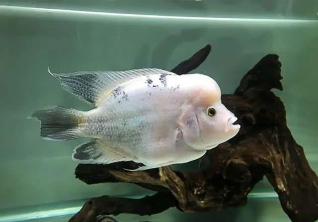  「快乐」罗汉鱼新品种，个性十足一蓝到底，血统上限拉低热度