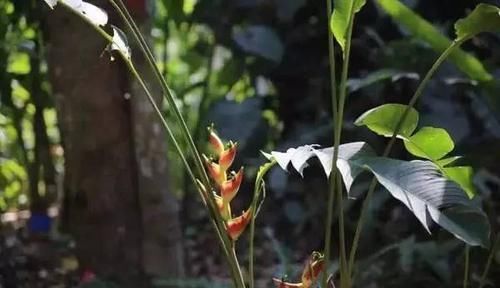  『独具』独具热带风情的植物，清凉叶子中的灿烂花儿