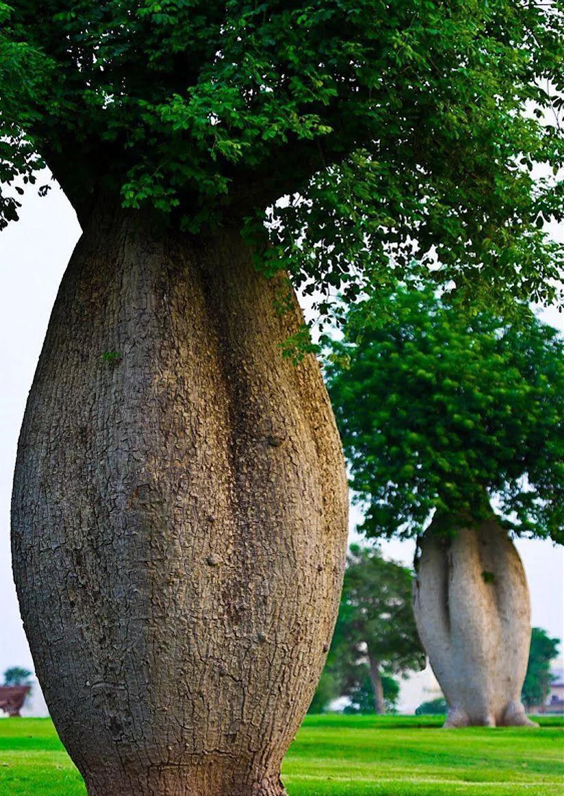 全世界最能贮水的树,一棵大树能储两吨水,可让一家四口饮用半年