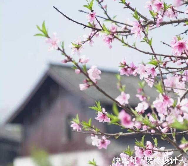 饮下一片春光 ｜ 醉美杭州四月天