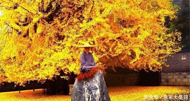 一座因千年古树而被人所熟知的古寺，走红后却拒绝旅行团的进入