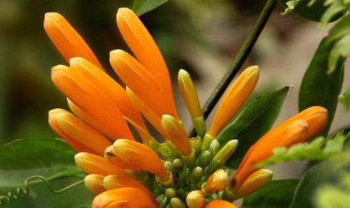  #绚丽多彩#这些花一开就是四季，花朵比拳头大，花色清新淡雅，花朵绚丽多彩