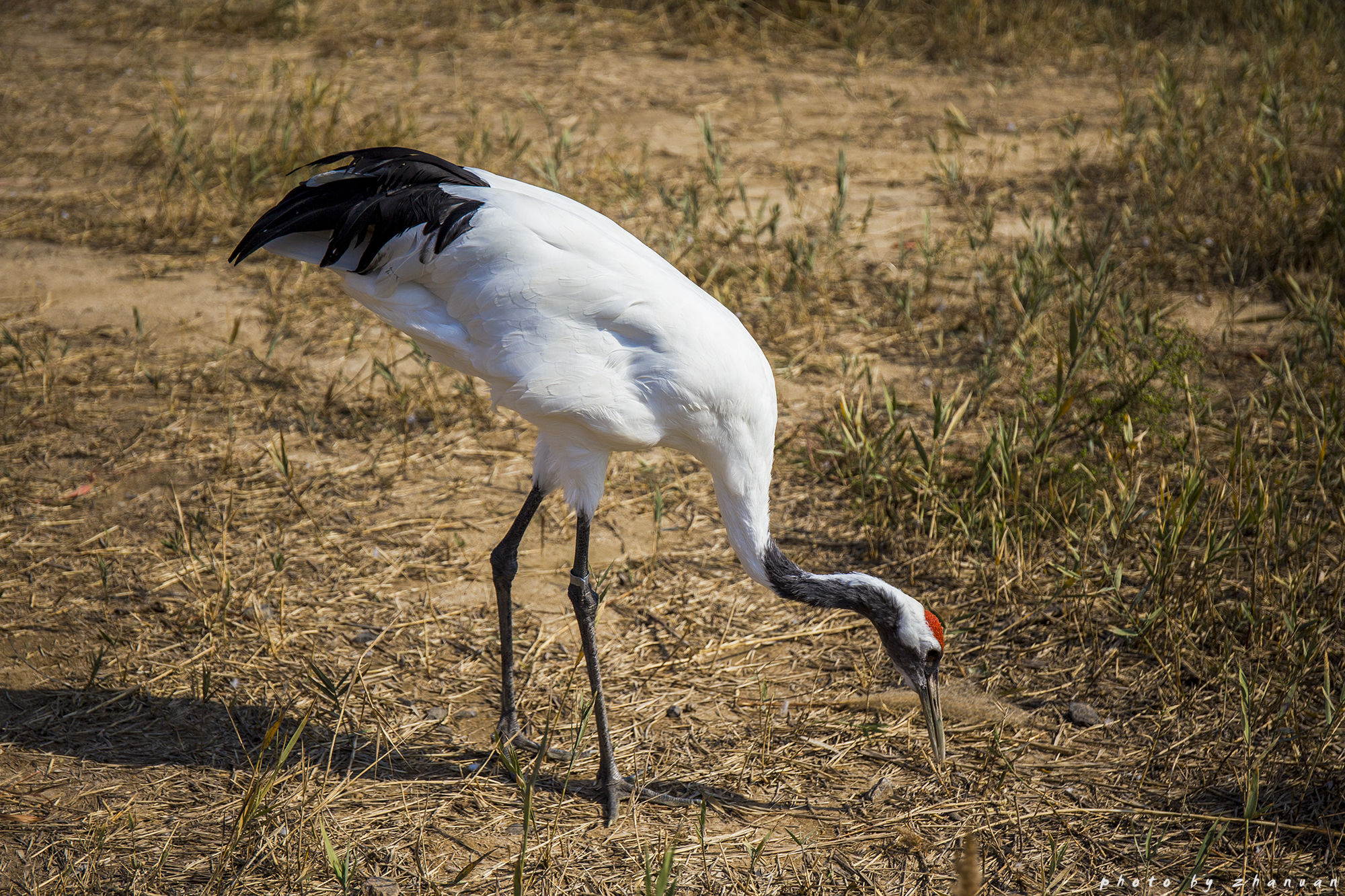 东营丨走过沧海桑田，终是在芦花飞雪的秋日遇见你