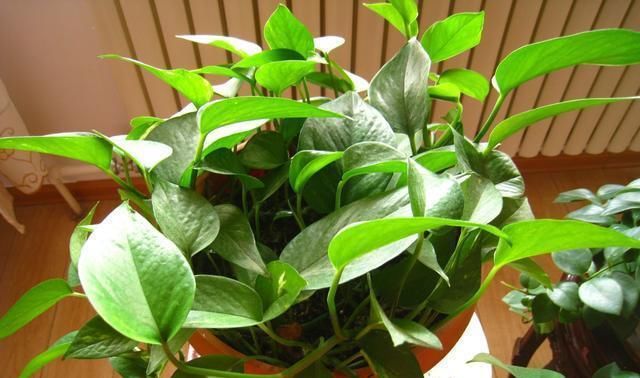  「发财树」这6种花，烂根先别扔，这样砍枝剥皮用水洗，15天长出新根侧芽