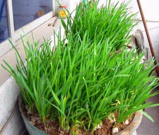 这样种大蒜,1家人1年吃都吃不完,想吃就能吃!