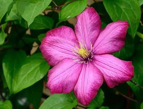  【毒性】13种最常见的有毒花儿，花友们都应当知道