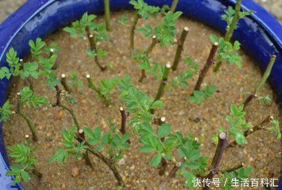 蔷薇扦插|蔷薇的繁殖方法:扦插,最简单快捷的方法