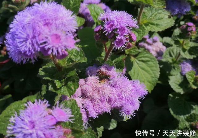 「春天」绣球不好养?不如养盆它,秋天开出一片梦幻紫