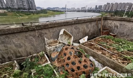 广西一小区有个“空中农场”， 一栋楼楼顶就清理出100只鸡！