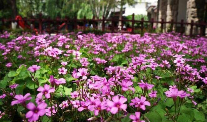  『盆栽』这盆栽，三个季节都开得灿烂，很好养护，丢土里就能活