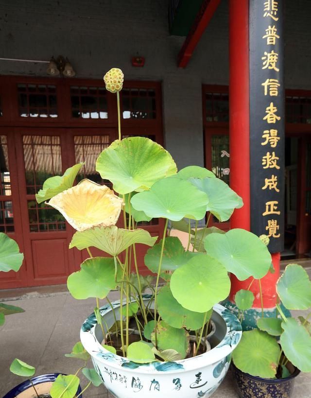 盆种|适合用大盆种的4种花,要是用小盆种,只见叶子不见花