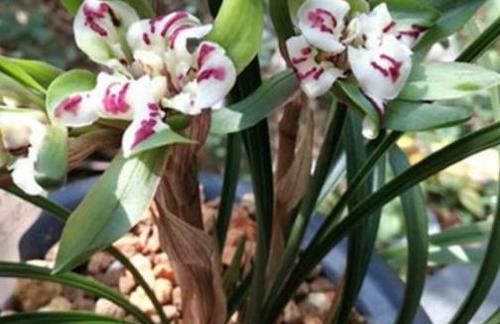  「盆土」兰花长势不好？掌握这2点，烂根、黄叶不再来，大白根呼呼长爆盆