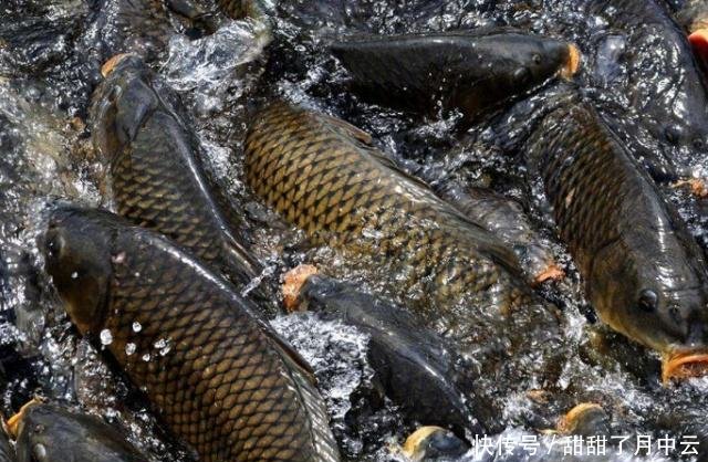 为什么黄河水这么浑浊，里面却生存着大量鲤鱼看完你就明白了