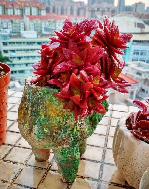  『水里』生活中的小药片，碾碎了丢在水里，用药片水浇花，不黄叶不烂根