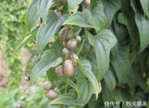  【植物】在农村，有1种椭圆的“野果”，以往叫它“山药豆”，珍贵、少见