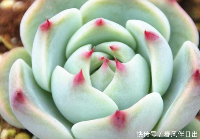 「光照」多肉吉娃娃还叫杨贵妃?喜欢你没道理,这样养一年四季状态美美