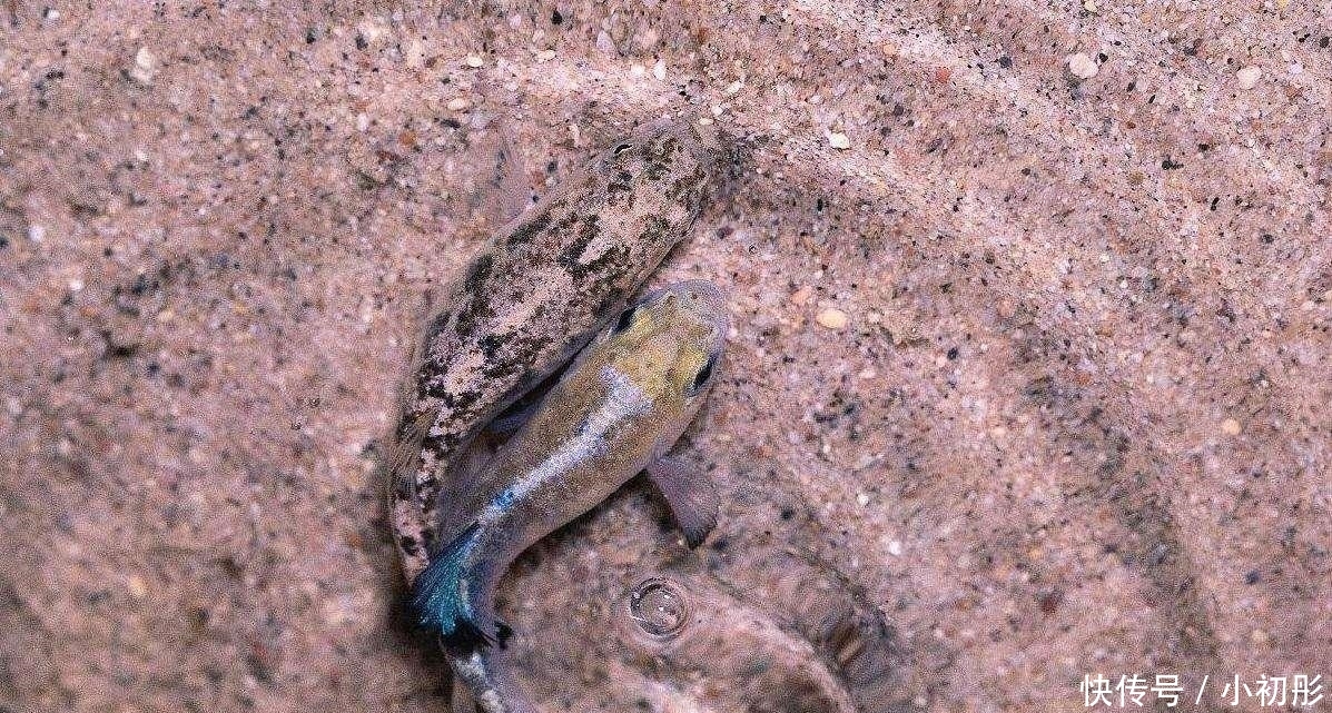 它是世界上生命力最强的鱼, 在沙漠中生活了上万年, 几乎没有天敌
