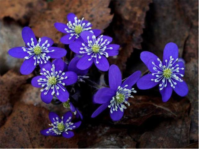 【雪一】世界上有一种花美如精灵,盛开在雪地里,雪一融化它就凋谢