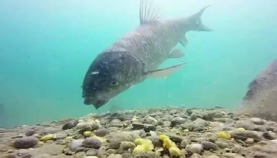  #投放窝料#为什么,给你机会都无法爆护!野外连竿的时候要注意这8点细节