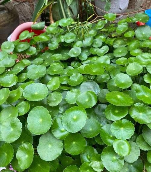  『花盆』河边捞点铜钱草，“半水半土”养，30天迅速长满花盆，贼好养