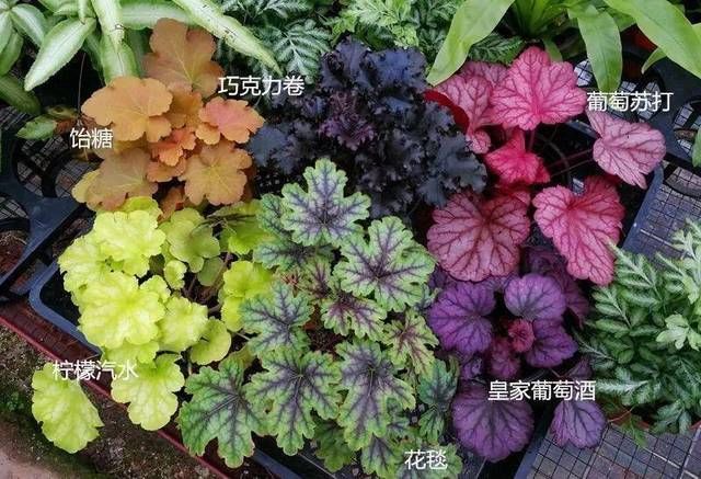  「绿植」颜色多变的绿植，养盆矾根，甩绿萝十条街，简直就是“调色盘”