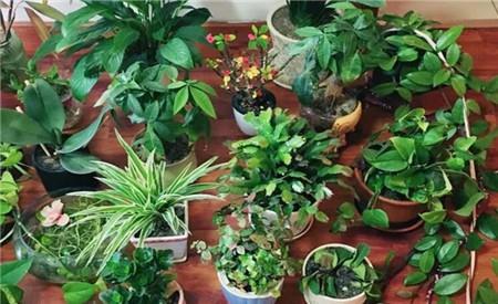 『玩意』养花不用换盆,给植物吃点这种玩意,土壤肥沃,养啥都旺!