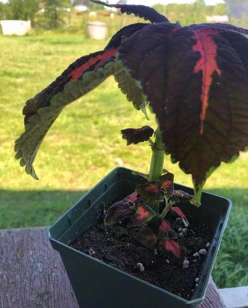 观叶■彩叶草叶子斑斓，没想到花朵还挺好看，这观叶植物美不可方物