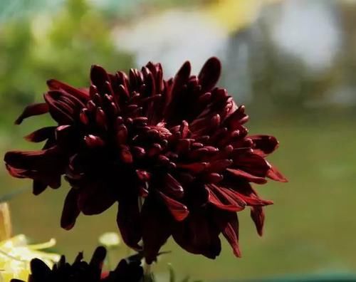  『寓意』喜欢菊花，不如养盆“珍稀名菊”花好月圆，金光灿灿，寓意美好！