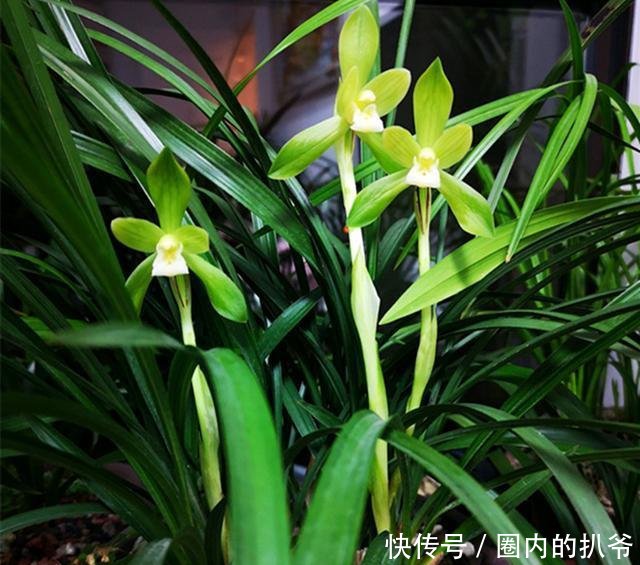  『兰花』春天养兰花最怕啥做错这2点，一年不开花