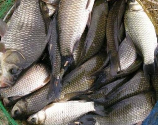  「黄金」秋季是钓鱼的“黄金期”，这三个时间段去钓，鱼多还好